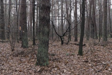 Çam ağaçları ve düşen yapraklarla sakin bir orman manzarası..