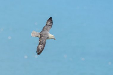 Northern Fulmar (Fulmarus glacialis) against a blue sky clipart