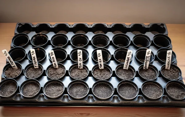 Grow your own salad and vegetables - Rows of seed pots