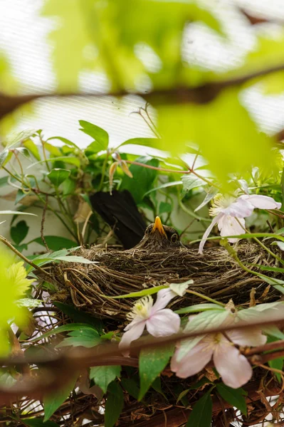 Female adult Blackbird (Turdus merula) in nest, incubating eggs — Stock Photo, Image