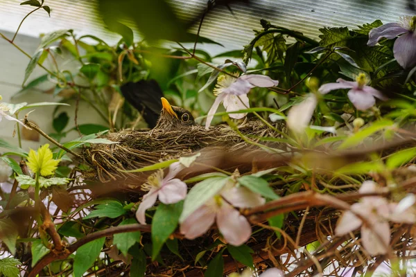 Dorosłych kobiet Blackbird (Turdus merula) w gnieździe, inkubacji jaj — Zdjęcie stockowe