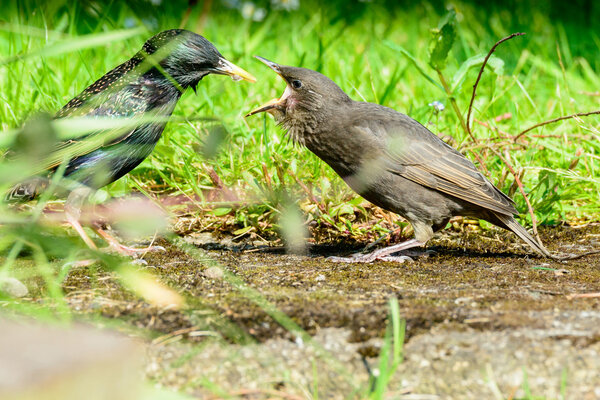 Young fledgling Starling being fed grub by parent