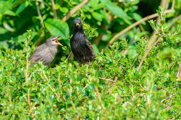 Juvenile Fledgling Starling (Sturnus vulgaris) with parent — Stock Photo, Image