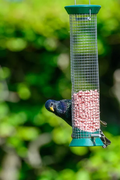 Ausgewachsene Stare (sturnus vulgaris) am Vogelfutterhäuschen — Stockfoto