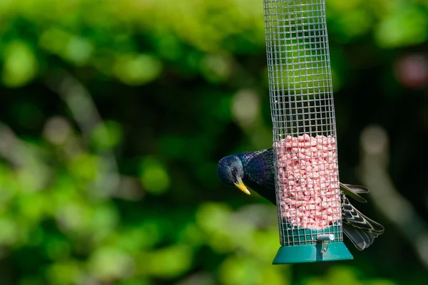 Adult Starling (Sturnus vulgaris) feeding — Stock Photo, Image