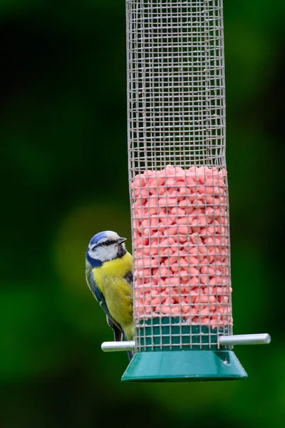 Kuş Besleyici üzerinde Mavi baştankara (Cyanistes caeruleus)