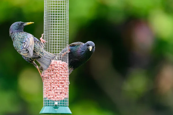 Δύο ενηλίκων κοινή ψαρόνια (Sturnus vulgaris) — Φωτογραφία Αρχείου