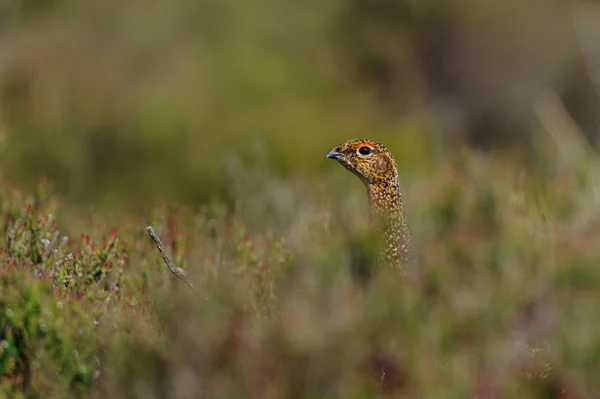 Yetişkin erkek kırmızı Orman Tavuğu (Lagopus lagopus scoticus) — Stok fotoğraf