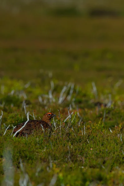 Felnőtt férfi piros fajd (Lagopus lagopus scoticus) mutatja a piros bőrfüggeléket fedezni a szemüket — Stock Fotó