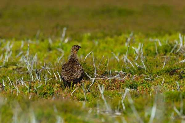 Auerhahn-Weibchen im Heidekraut an den Mooren von North York — Stockfoto