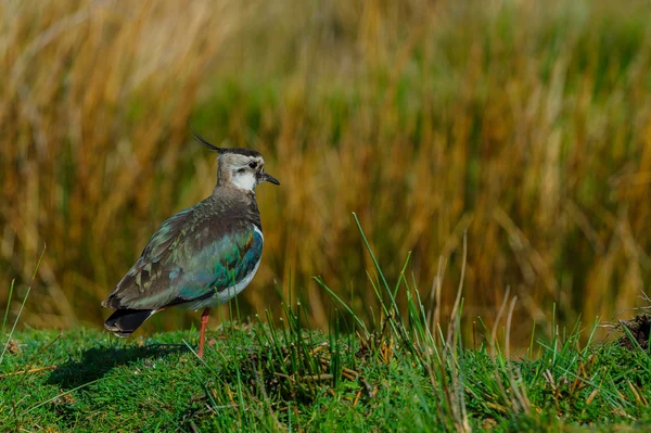 Kız kuşu (Vanellus vanellus) kendi topraklarında anketler — Stok fotoğraf