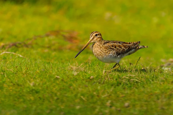 Single Snipe (Gallinago gallinago) timidamente pesquisa seu território — Fotografia de Stock