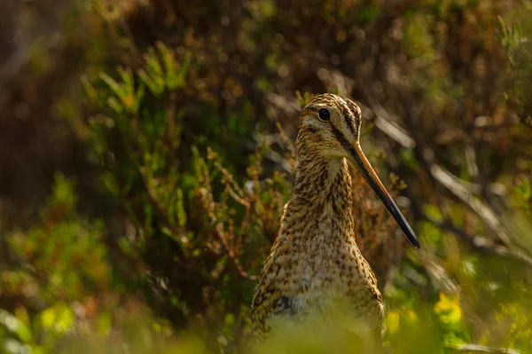 Bitki örtüsü su çulluğu (Gallinago gallinago)
