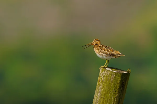 Snipe (Gallinago gallinago) calling whilst perched on a post — Stock Photo, Image