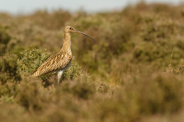 Aves británicas - El zarapito (Numenius arquata ) — Foto de Stock