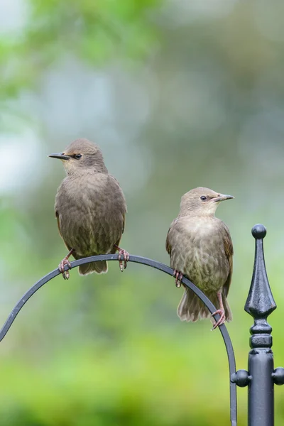 Zwei junge Stare — Stockfoto