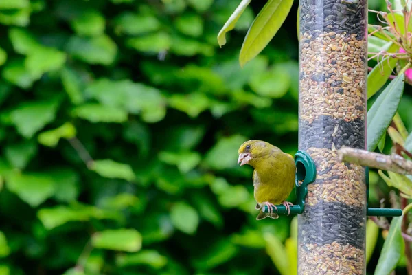 Bir greenfinch önden görünümü — Stok fotoğraf