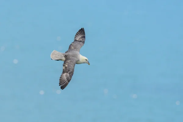 Fulmar del Norte (Fulmarus glacialis) contra un cielo azul Imágenes de stock libres de derechos