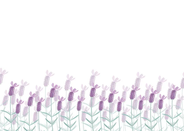 Banner Illustration Lavender Lined Horizontally — Stock Vector