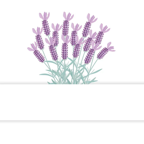 Beyaz arka planda bir demet lavanta çiçekli pankart çizimi