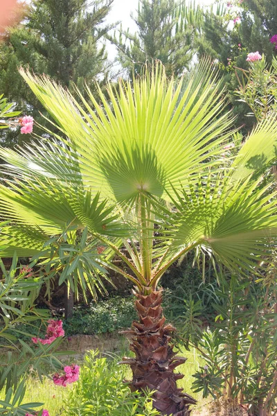 Palmera Sobre Fondo Follaje Verde Naturaleza —  Fotos de Stock