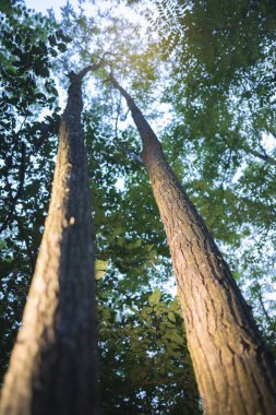 Gökyüzünde birlikte büyüyen iki ağaç dalı.