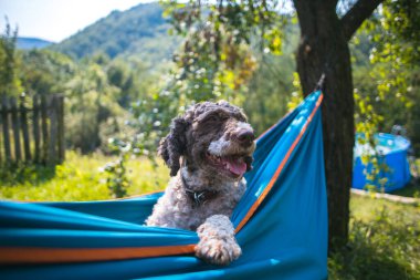 Hamakta dinlenen sevimli köpek.