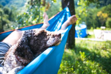 İnsanlar ve köpekler hamakta eğleniyor.