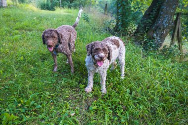 two lagotto romagnolo dogs standing and awaiting commands clipart