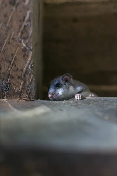 Dormouse Escondido Sótão — Fotografia de Stock