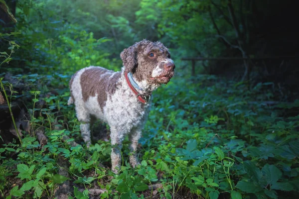 Lagot Romagnolo Köpeği Ormanda Yer Mantarı Arıyor — Stok fotoğraf