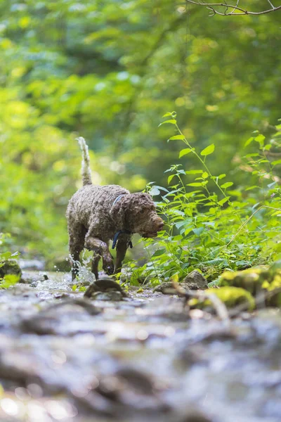 lagotto romagnolo dog searching for truffles next to a creek