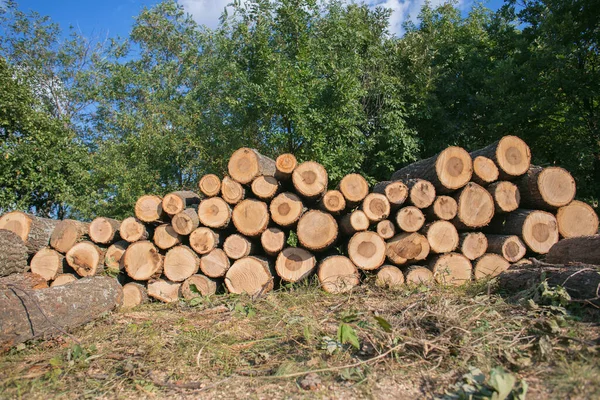 Illegal Wood Logging Pieces Next Forest Road — Stock Photo, Image