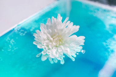 berrak sularda süzülen beyaz çiçek