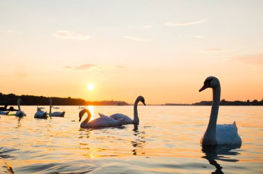 Nehirde yüzen beyaz kuğular