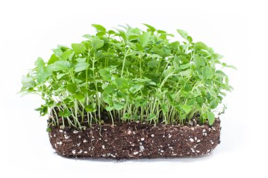 Beyaz arkaplanda izole edilmiş brokoli mikroyeşil filizleri