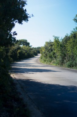 Yeşil çalılarla kaplı katran yolu