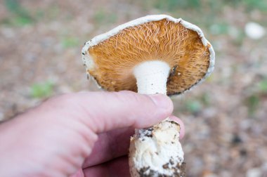 Elinde bir mantarla