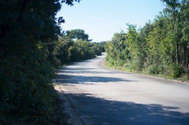 Yeşil çalılarla kaplı katran yolu