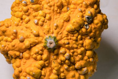 tam kare balkabağı arkaplan dokusu materyali