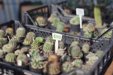 Kutudaki küçük kaktüsler