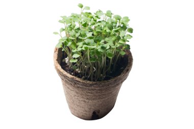 organik çömlekte büyüyen mikroyeşil beyazın üzerinde izole.