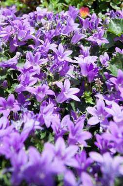 campanula çiçeği arkaplan görüntüsü