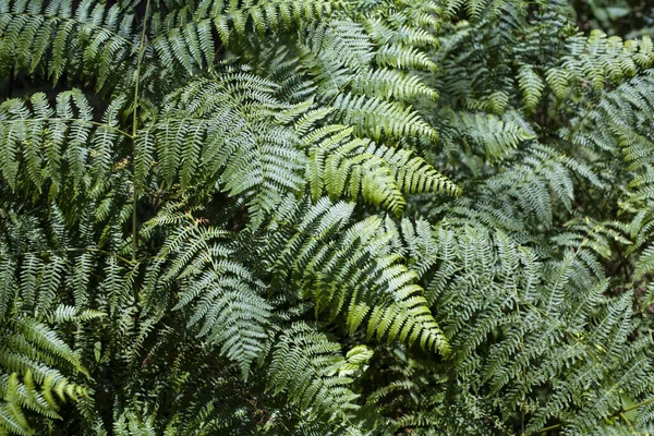 Full Frame Background Fern Plant — Stock Photo, Image