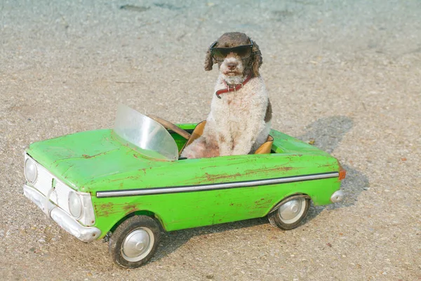 車を運転する面白い犬 — ストック写真