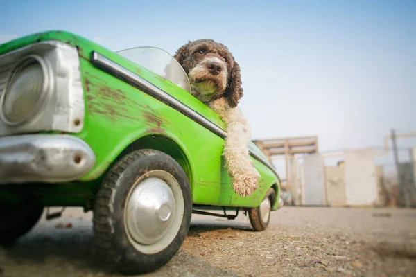 cute dog driving small retro car