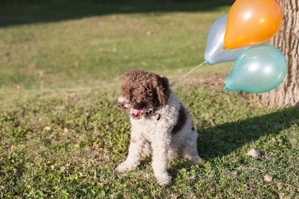 Balonlu Lagotto Romagnolo Köpeği — Stok fotoğraf