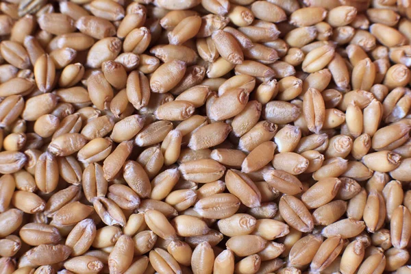 Крупным Планом Зерна Пшеницы — стоковое фото