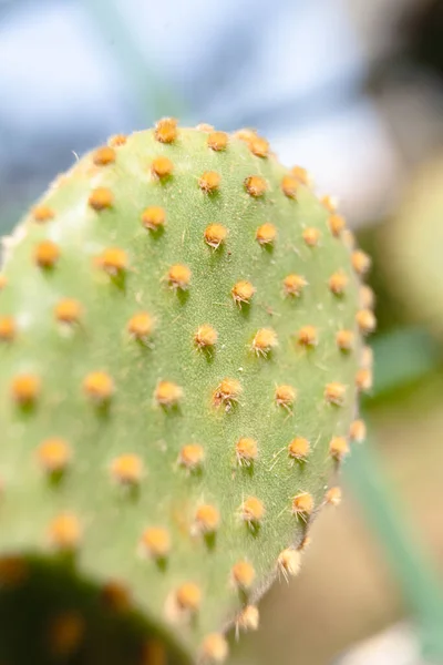 Makro Kaktus Nålar Och Blommor — Stockfoto