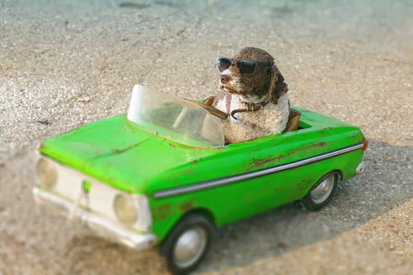 Ładny Pies Jazdy Mały Samochód Retro — Zdjęcie stockowe